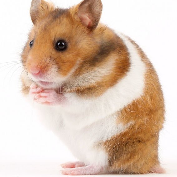 Hamster original pet photograph