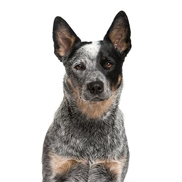 Australian Cattle Dog original pet photograph