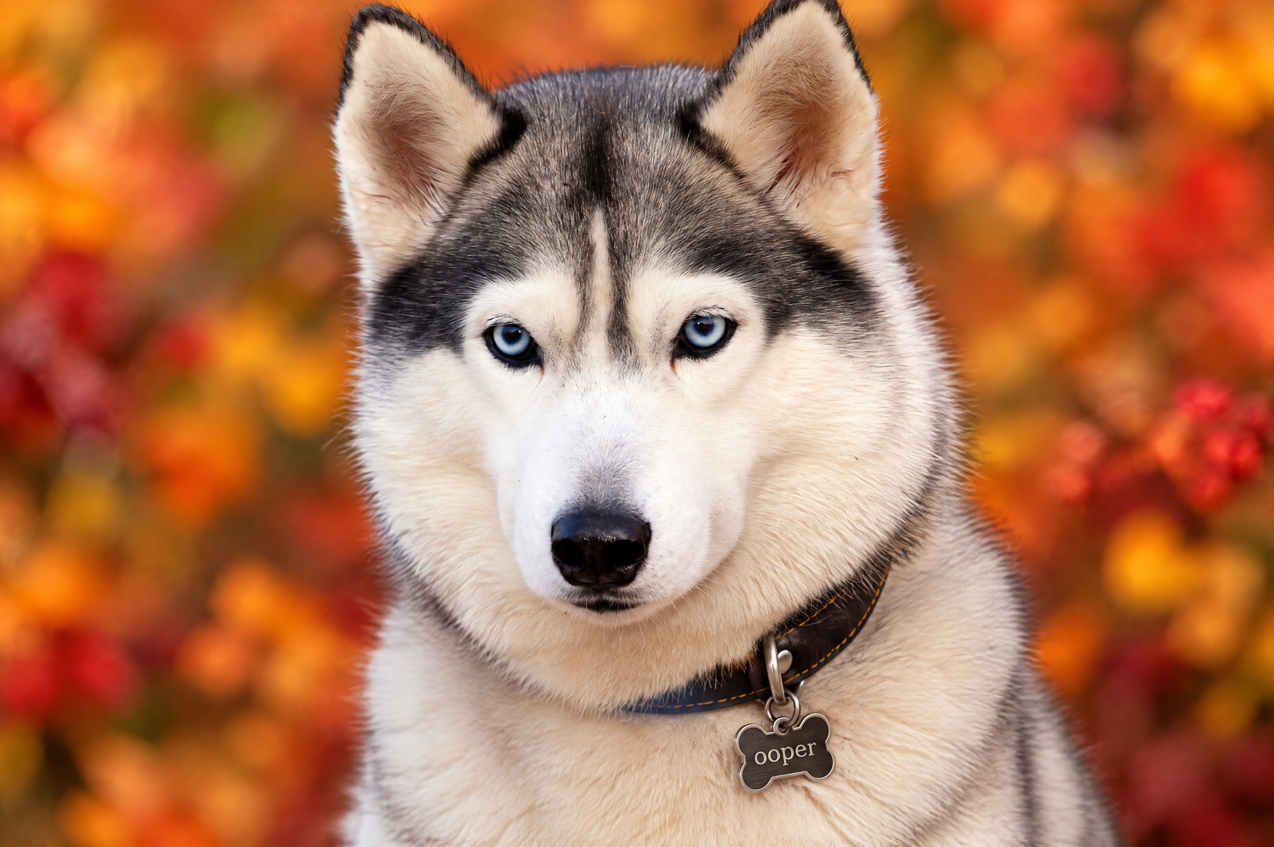 Memorial portrait of Cooper